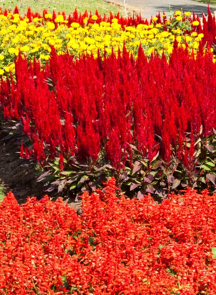 I bellissimi fiori — Foto Stock