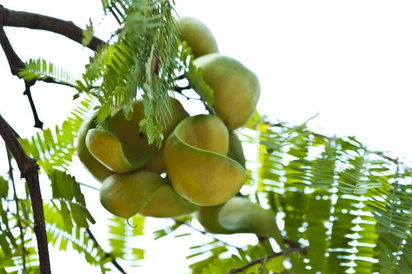 Frutti e frutti sull'albero — Foto Stock