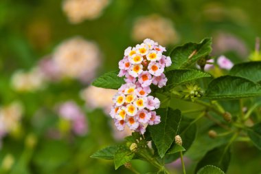 güzel beyaz çiçekler