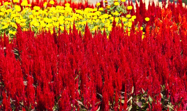 Las hermosas flores —  Fotos de Stock