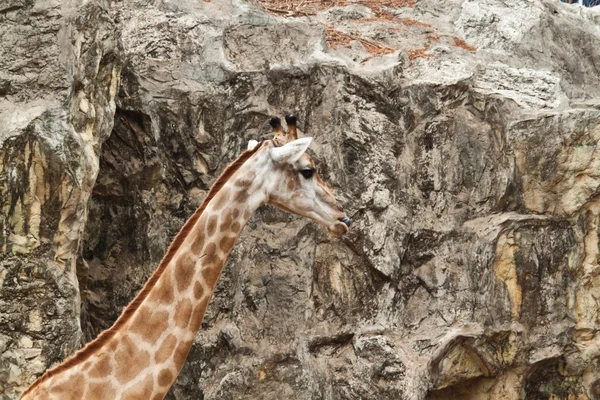 Çayırlarda yürüyen zürafa. — Stok fotoğraf