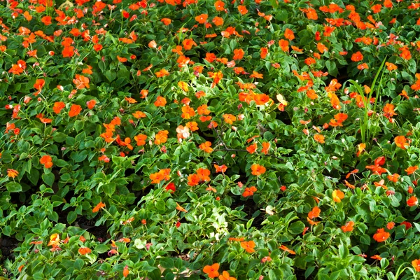 Las hermosas flores — Foto de Stock