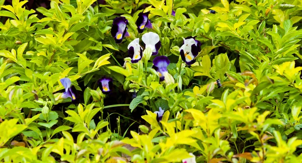 Die schönen weißen Blumen — Stockfoto