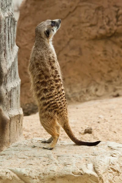 Erdmännchen — Stockfoto