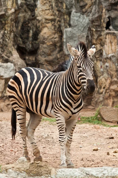 Zebra — Stock Photo, Image