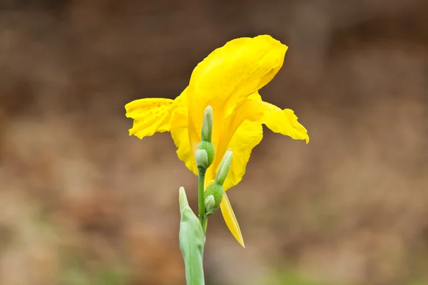 Las hermosas flores blancas —  Fotos de Stock