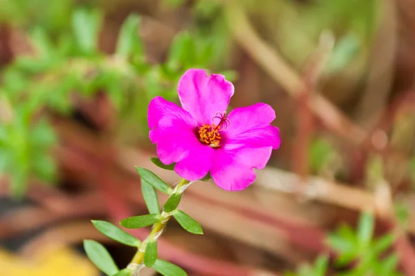 Die schönen weißen Blumen — Stockfoto