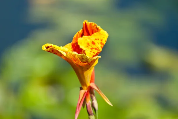 As belas flores — Fotografia de Stock