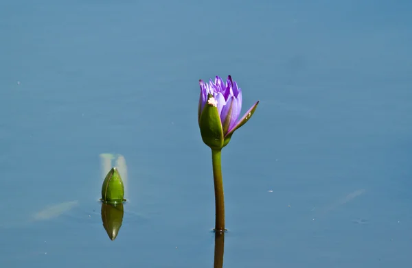 Lotus flower blossom — Stock Photo, Image