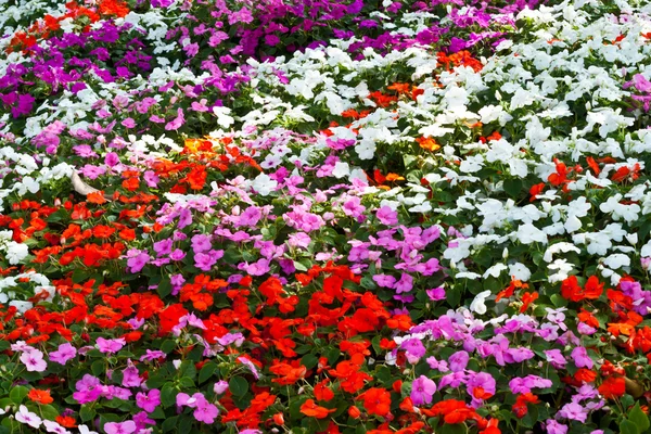 The beautiful flowers — Stock Photo, Image