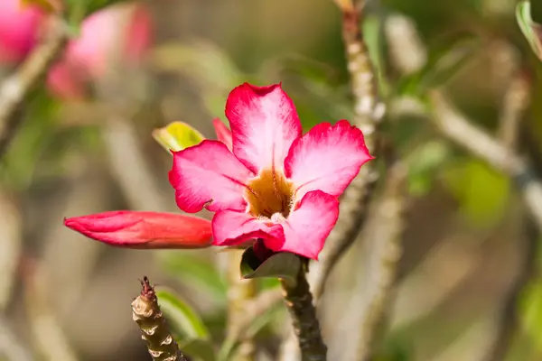 De mooie bloemen — Stockfoto