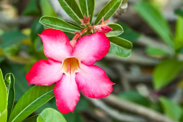 Las hermosas flores —  Fotos de Stock