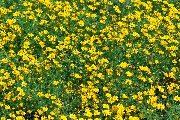 Die schönen Blumen — Stockfoto