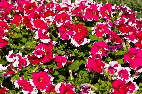 Las hermosas flores — Foto de Stock