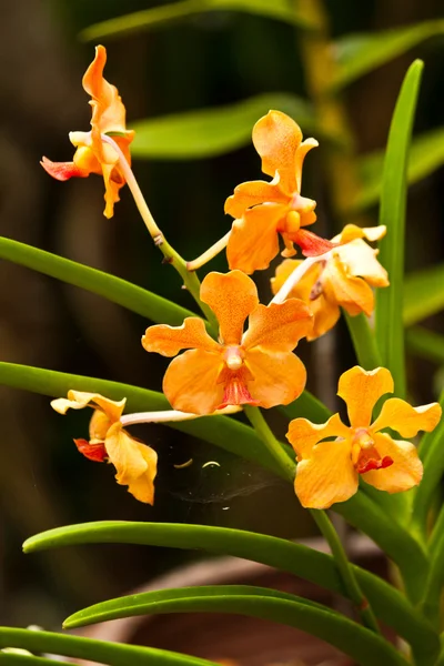 Hermosa orquídea púrpura — Foto de Stock