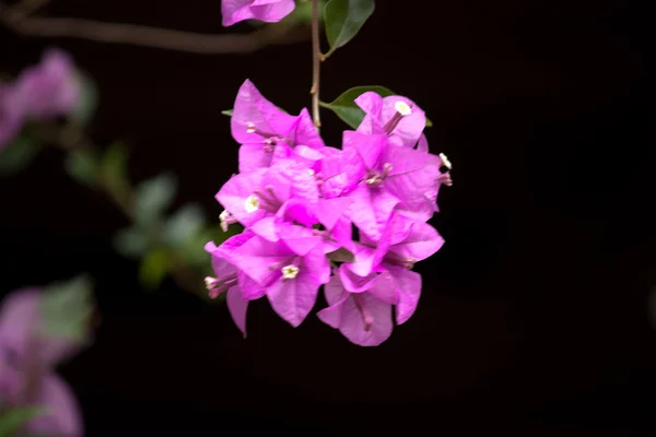 As belas flores brancas — Fotografia de Stock