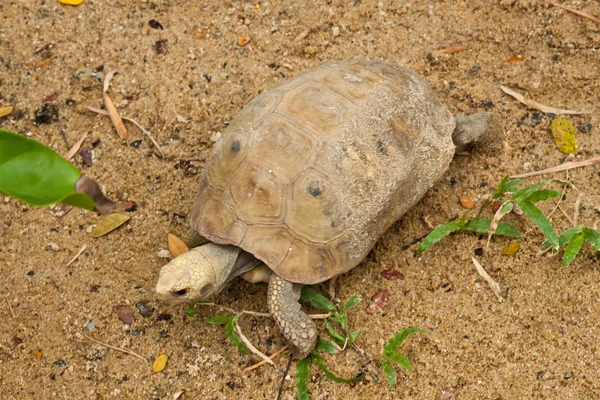 Tortue hermannienne — Photo