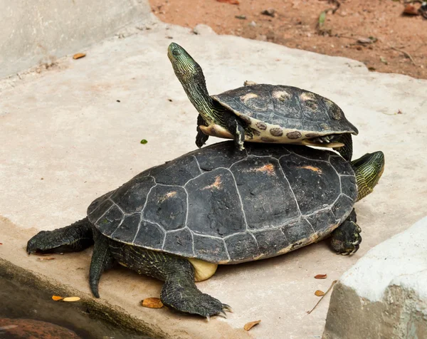 Hermann's Tortoise — Stock Photo, Image