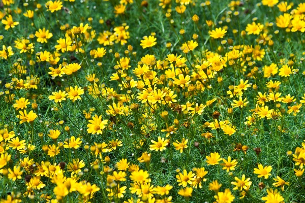 As belas flores — Fotografia de Stock