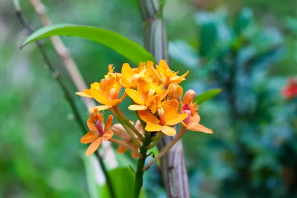 Hermosas flores — Foto de Stock