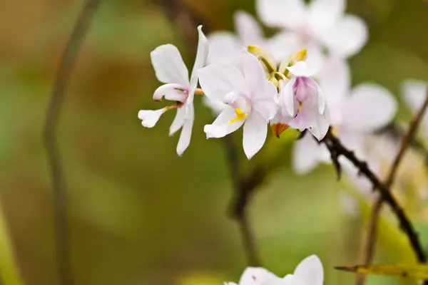 Mooie paarse orchid — Stockfoto