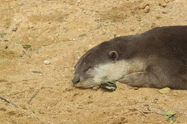 The otter sleeping — Stock Photo, Image