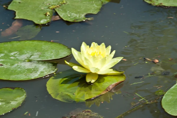 Lotus çiçek çiçek — Stok fotoğraf