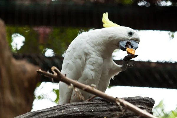 Färgstark papegoja — Stockfoto