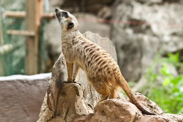 Meerkat. — Fotografia de Stock