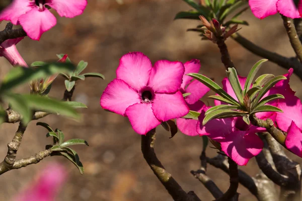 Den vackra blommor — Stockfoto