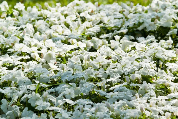 I bellissimi fiori — Foto Stock