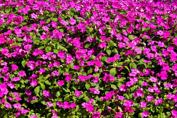 Las hermosas flores — Foto de Stock