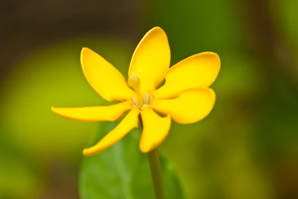 Kauniita kukkia — kuvapankkivalokuva