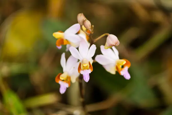 Vackra lila orkidé — Stockfoto