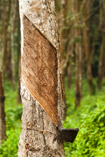 Leche de árbol de goma fluye en un tazón de madera — Foto de Stock