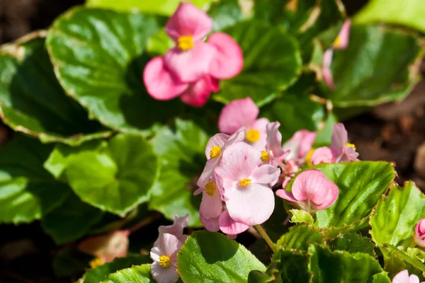 As belas flores — Fotografia de Stock