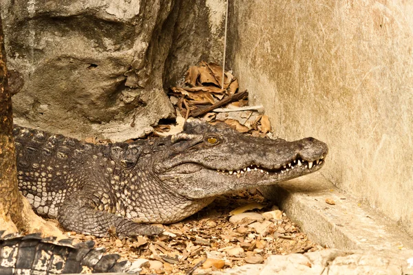 Crocodile — Photo