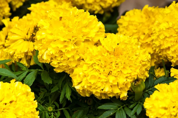 Las hermosas flores blancas —  Fotos de Stock