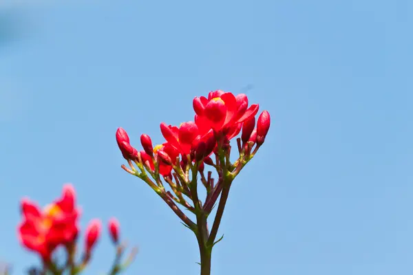 The beautiful flowers — Stock Photo, Image