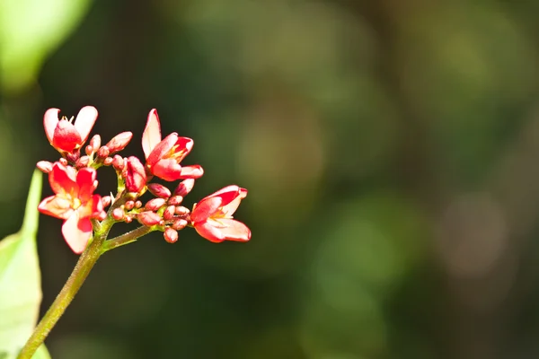 Kauniit kukat — kuvapankkivalokuva