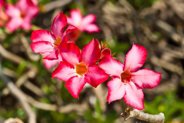 Die schönen Blumen — Stockfoto