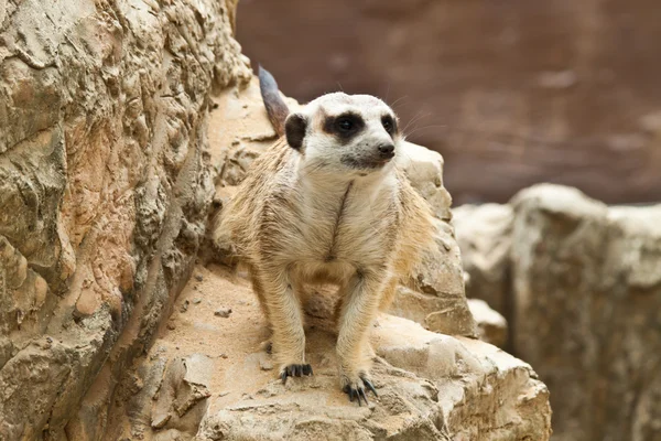 Meerkat — стокове фото