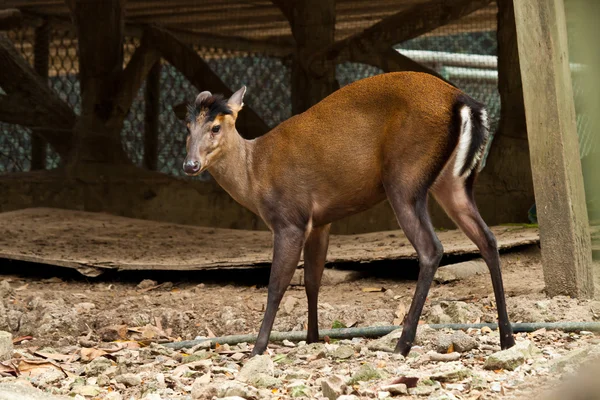 Deer — Stock Photo, Image