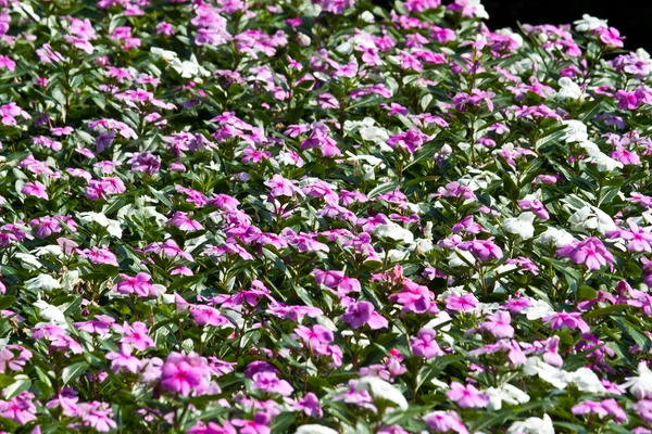 Las hermosas flores — Foto de Stock