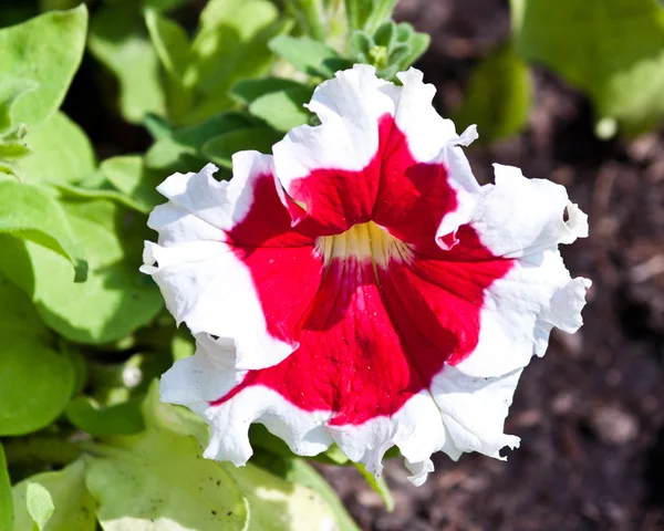 Las hermosas flores — Foto de Stock