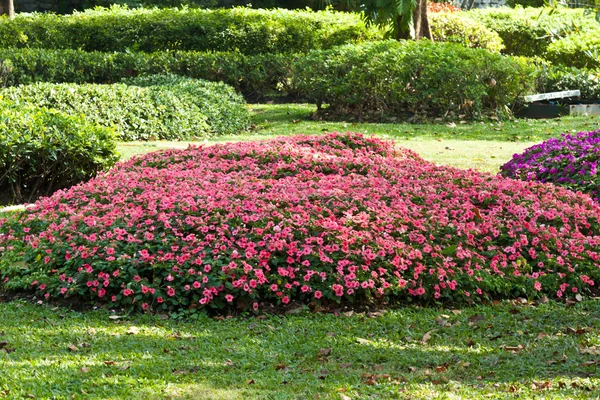 The beautiful flowers — Stock Photo, Image