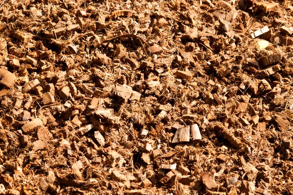 Kokosnoot schelpen — Stockfoto