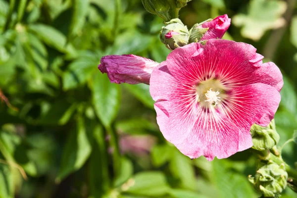 Den vackra blommor — Stockfoto