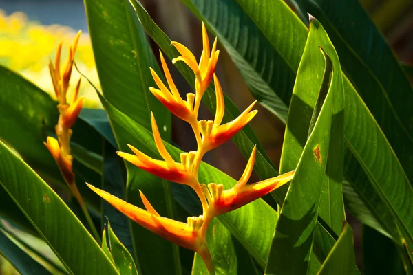 I bellissimi fiori — Foto Stock