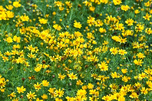 As belas flores — Fotografia de Stock